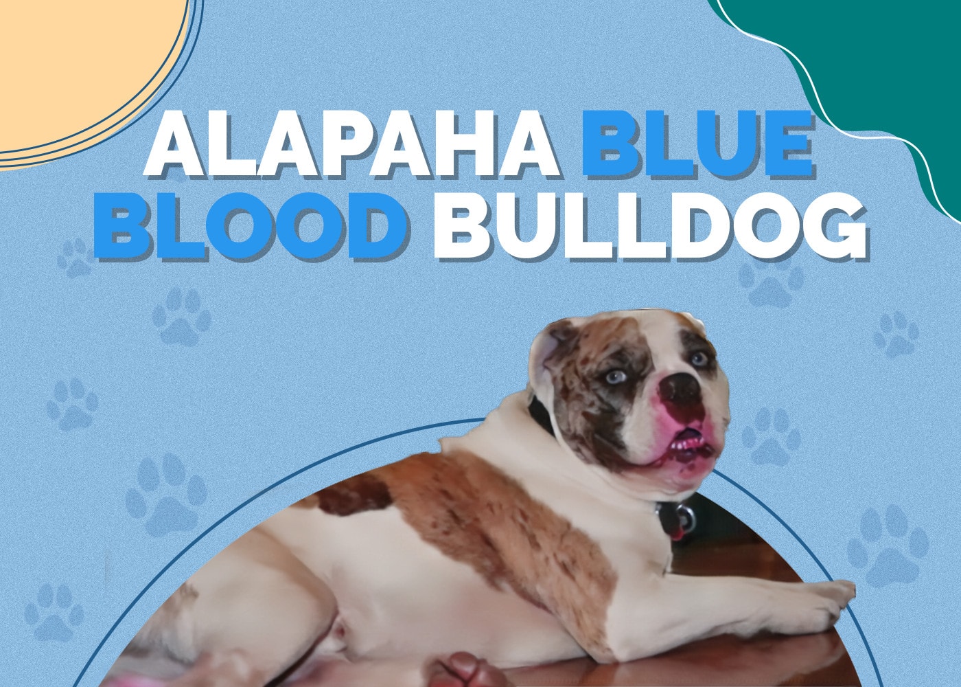Alapaha Blue Blood Bulldog