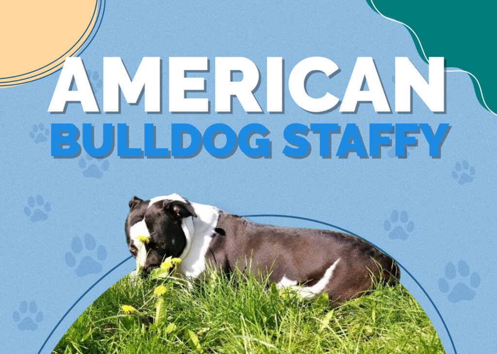 American Bulldog Staffy (American Bulldog & Staffordshire Terrier Mix)
