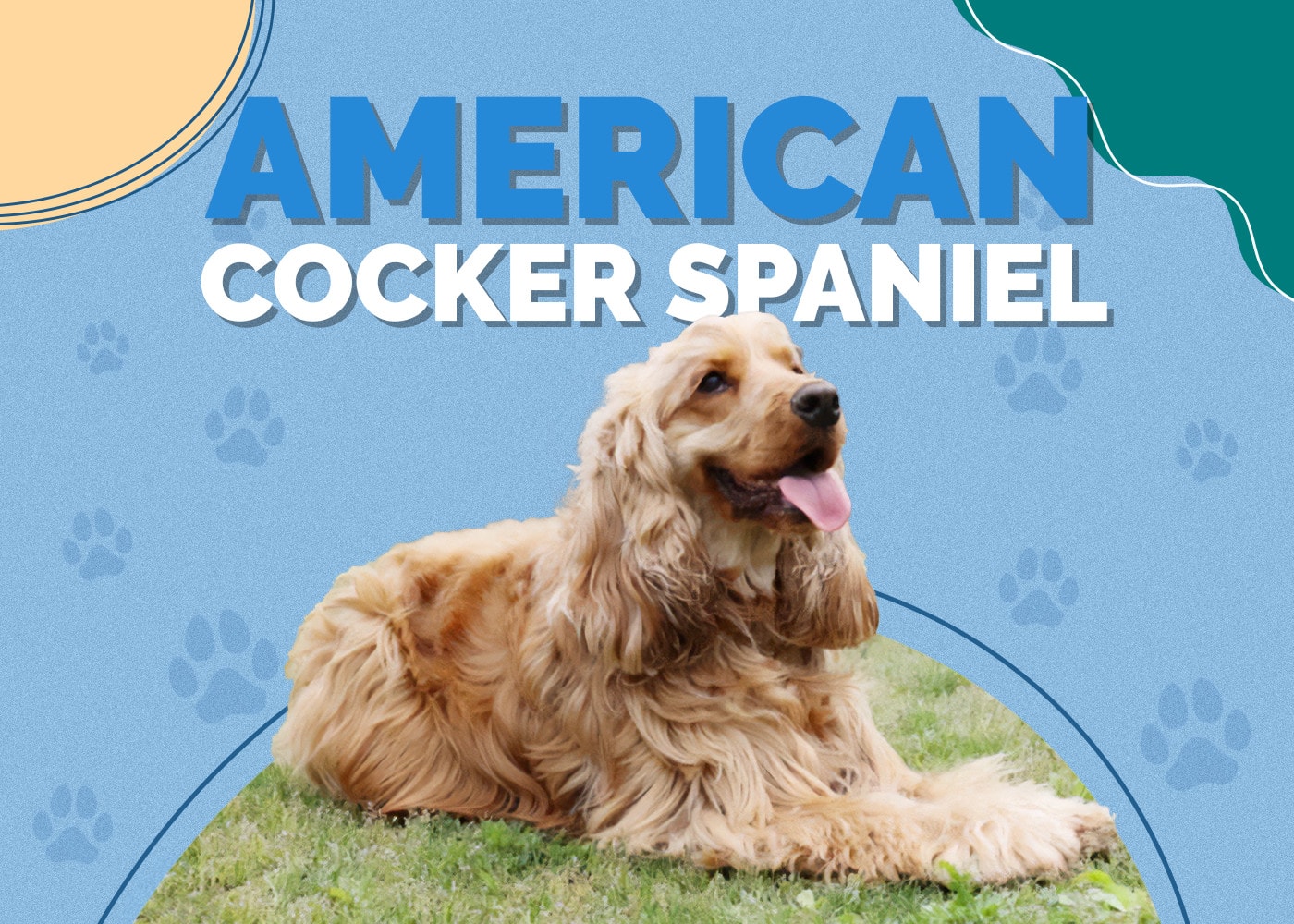 American Cocker Spaniel