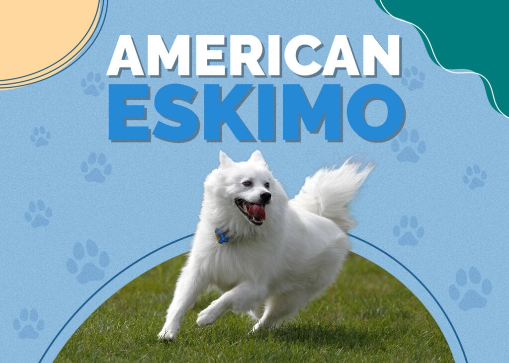 American Eskimo Dog
