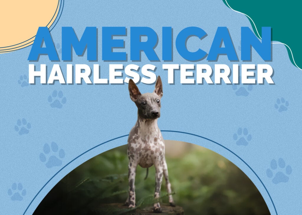 American Hairless Terrier