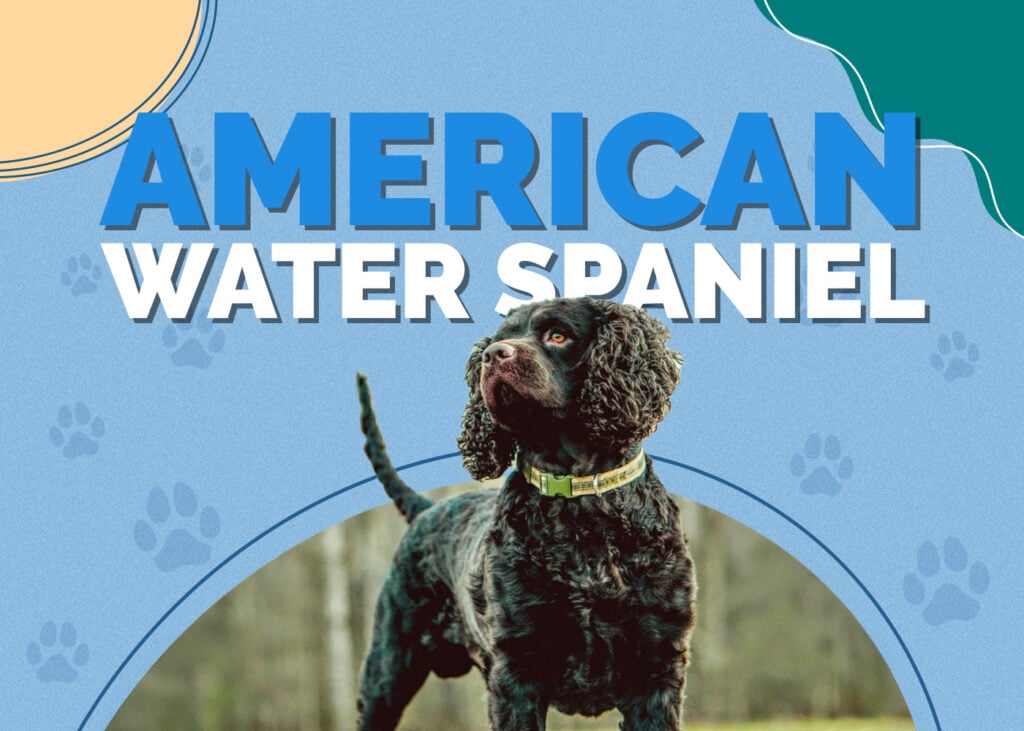 American Water Spaniel Dog
