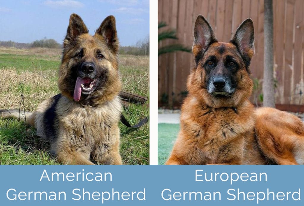 American vs European German Shepherd side by side