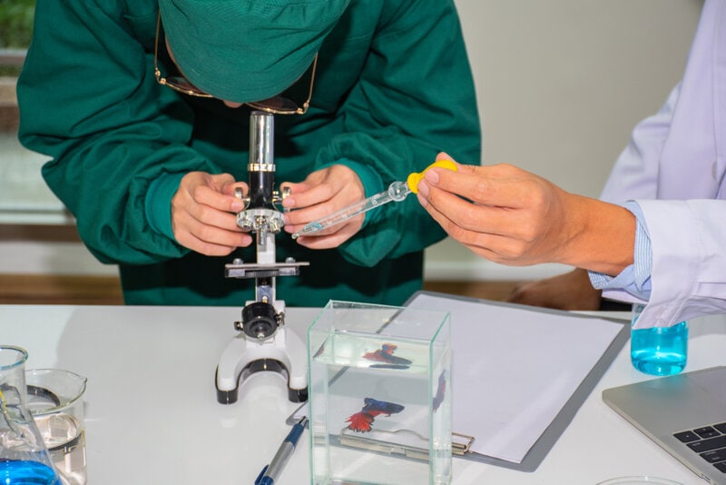 Analysis-of-fish-diseases-by-endoscopic-microscope-in-a-laboratory