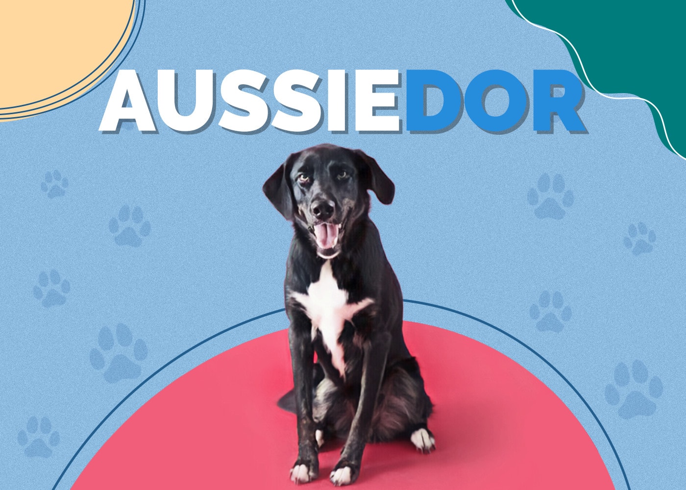 Aussiedor (Australian Shepherd & Lab Mix)