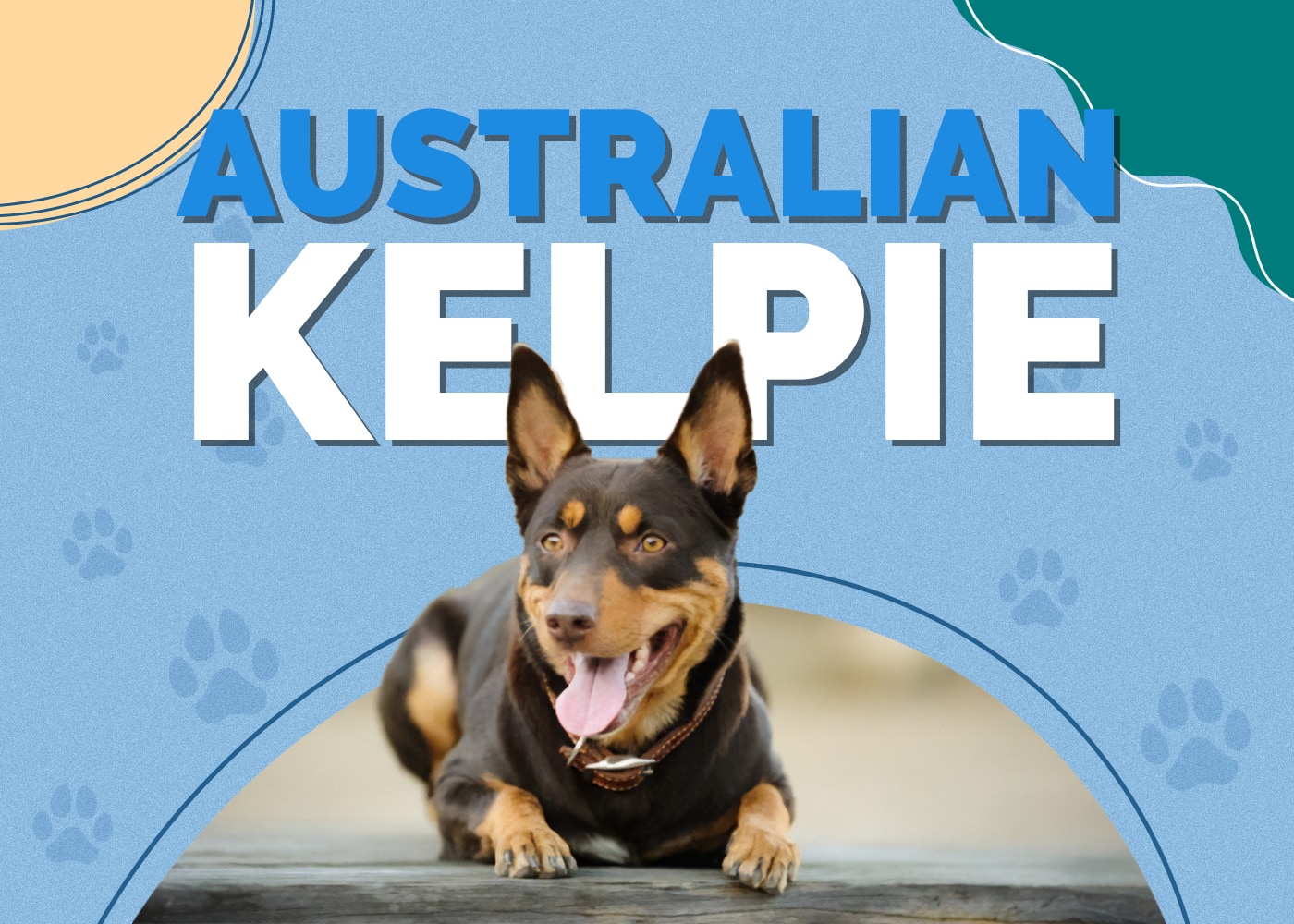 Australian Kelpie