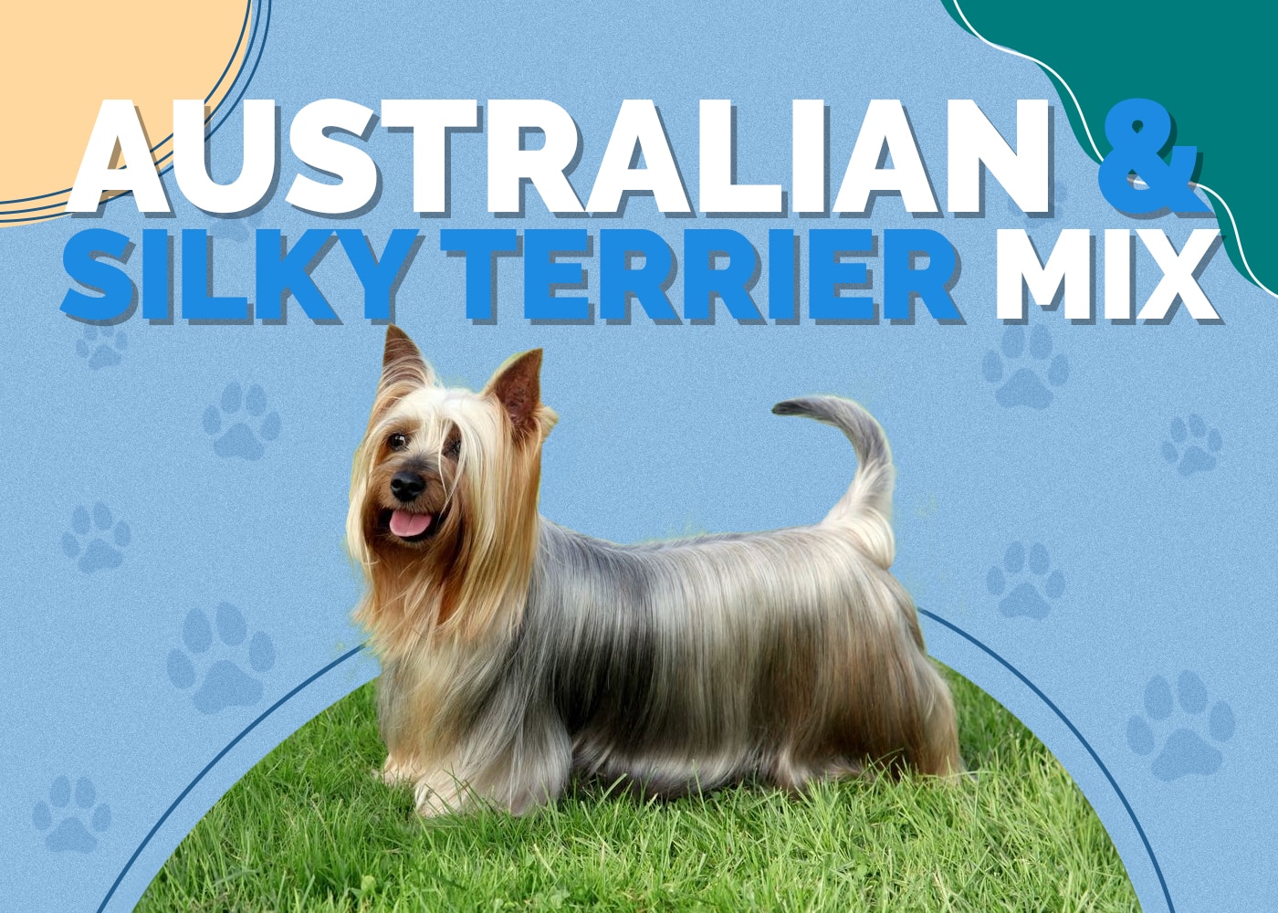 Australian Terrier & Silky Terrier Mix