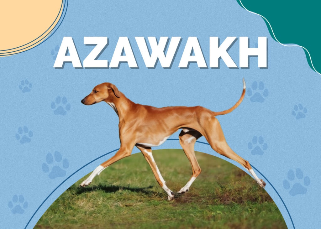Azawakh