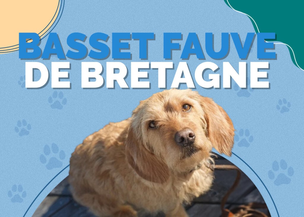Basset Fauve de Bretagne