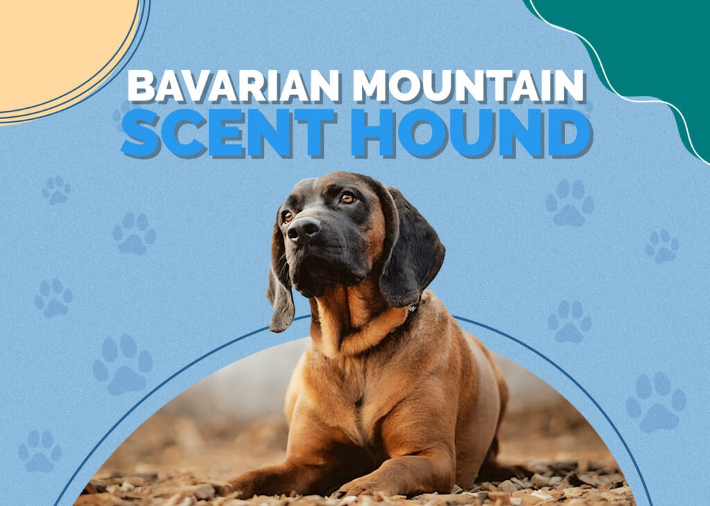 Bavarian Mountain Scent Hound