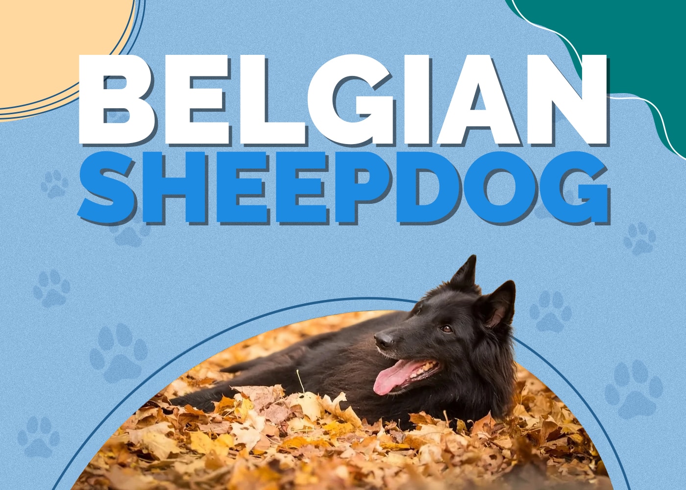 Belgian Sheepdog