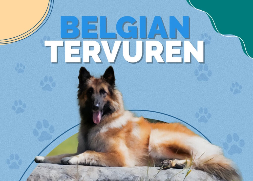 Belgian Tervuren