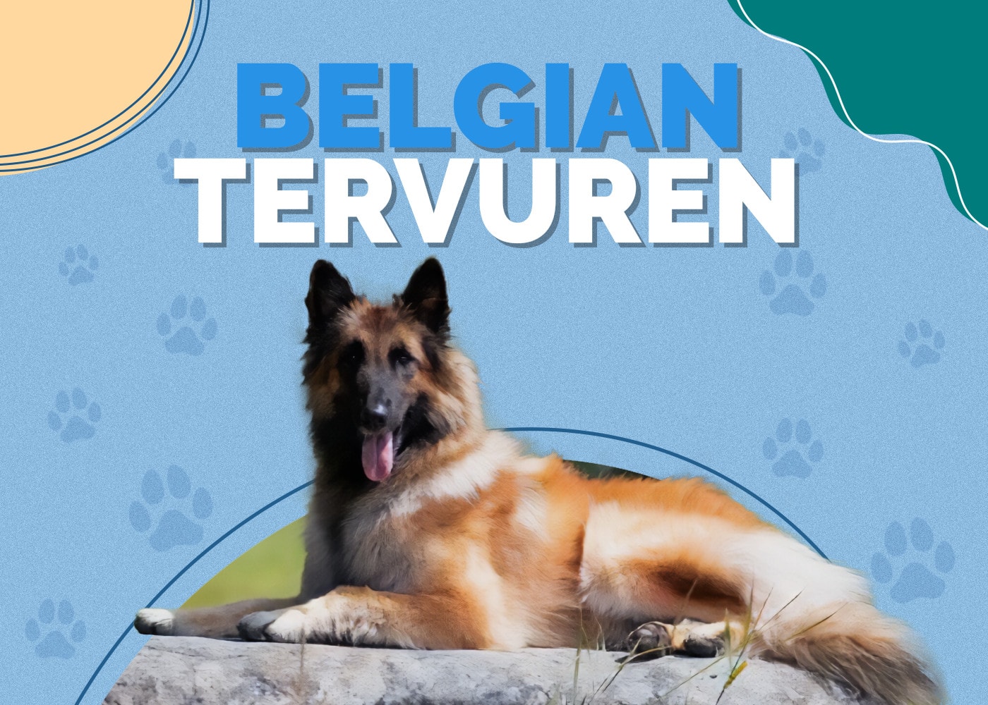 Belgian Tervuren