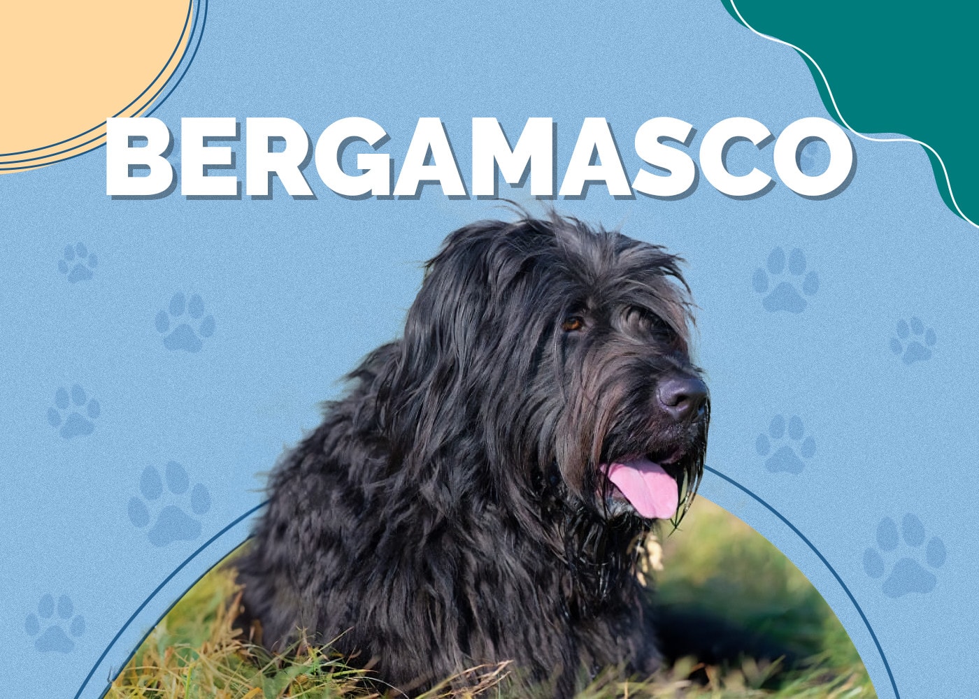 Bergamasco