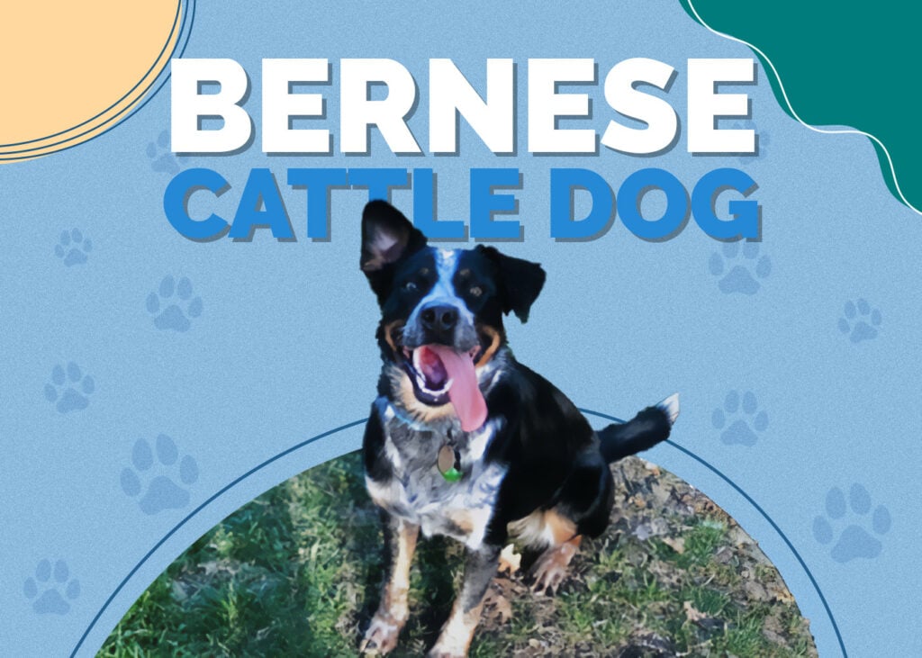 Bernese Cattle Dog
