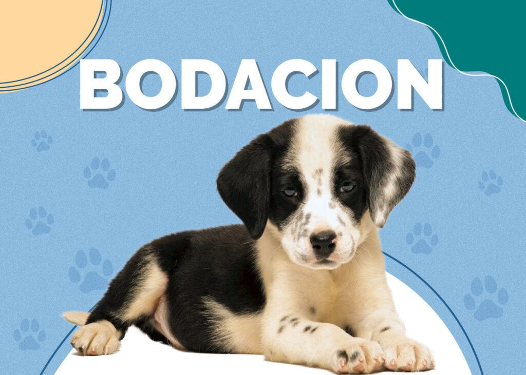 Bodacion (Border Collie & Dalmatian Mix)