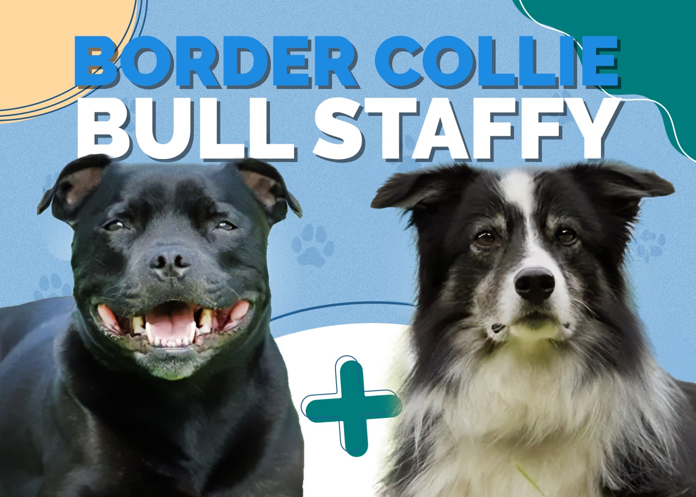 Border Collie Bull Staffy