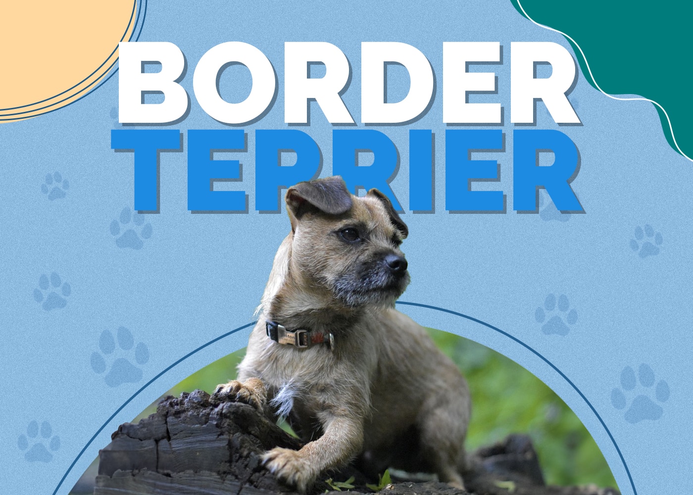 Border Terrier