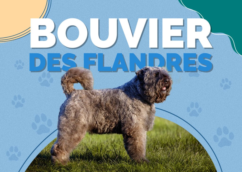 Bouvier des Flandres