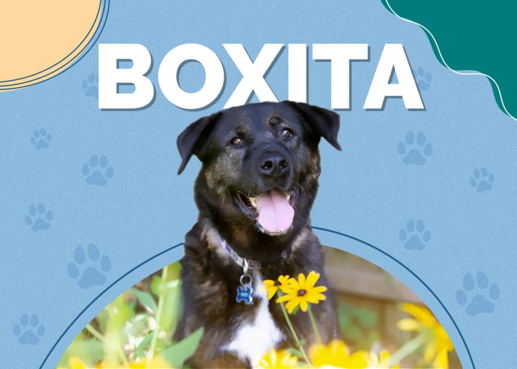 Boxita (Boxer & Akita Mix)
