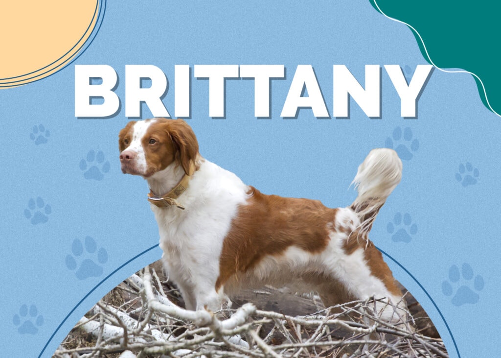 Brittany (Brittany Spaniel)