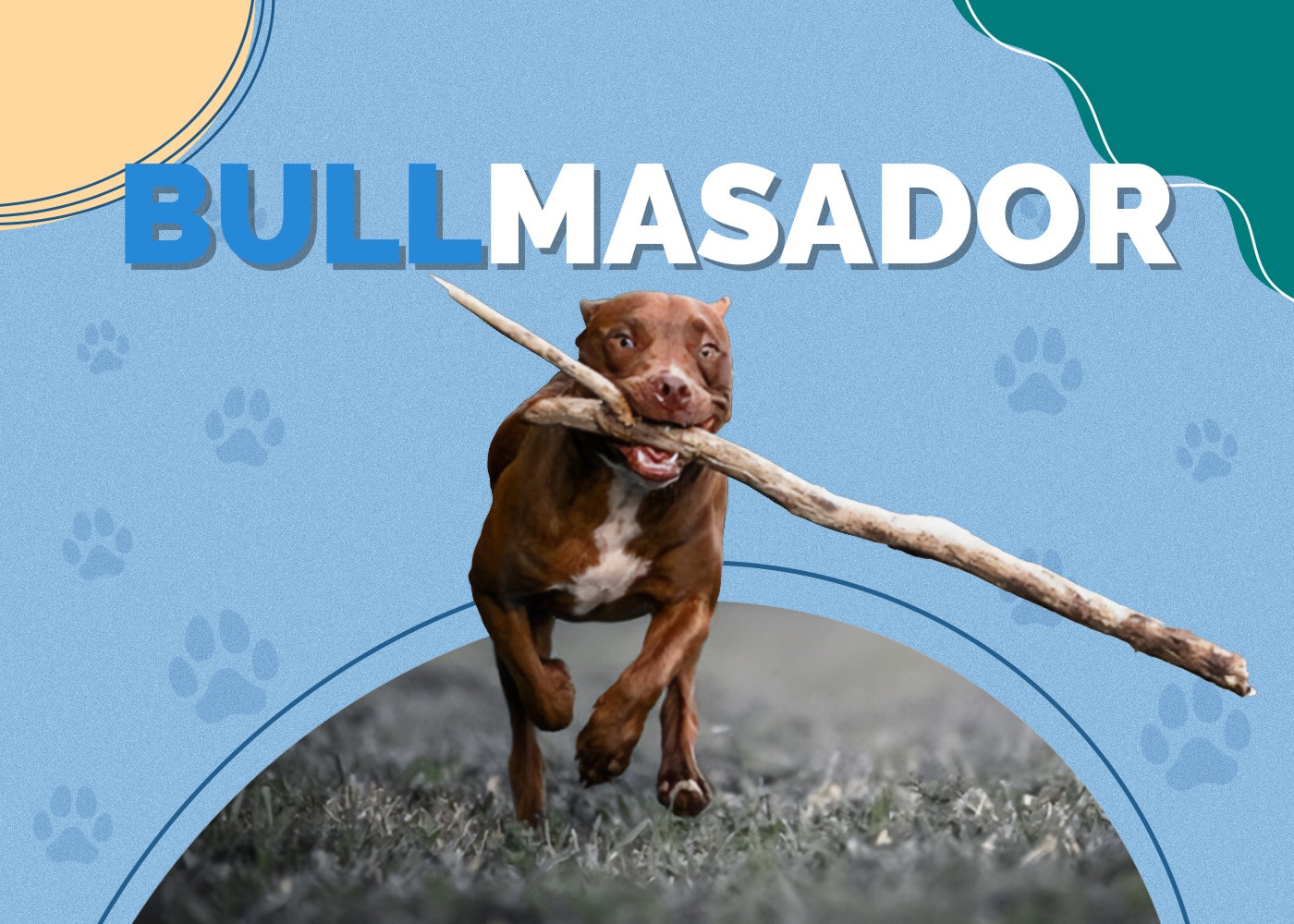 Mastiff Lab Mix (Bullmasador)