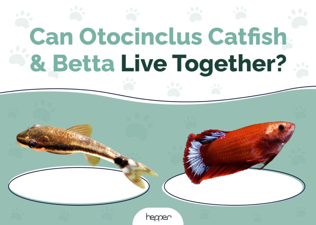 Can Otocinclus Catfish & Betta Live Together