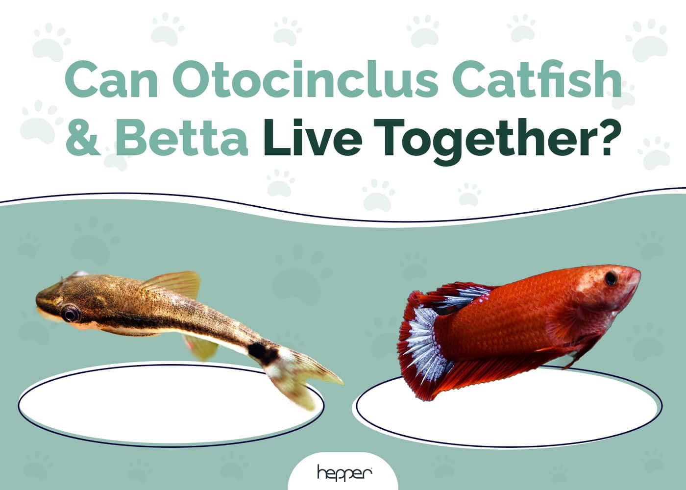 Can Otocinclus Catfish & Betta Live Together