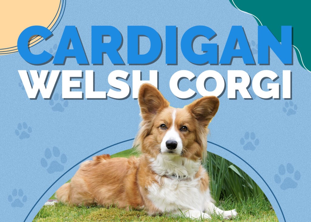 Cardigan Welsh Corgi Dog