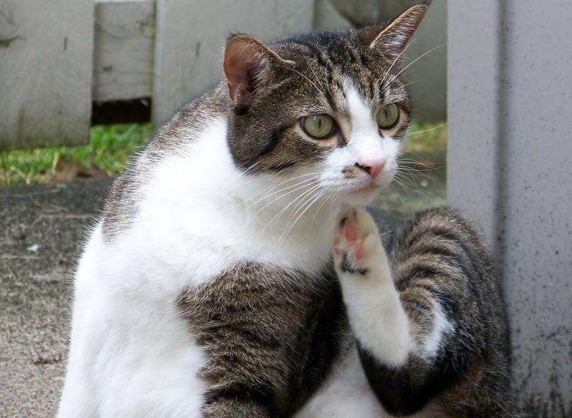 Cat scratching neck