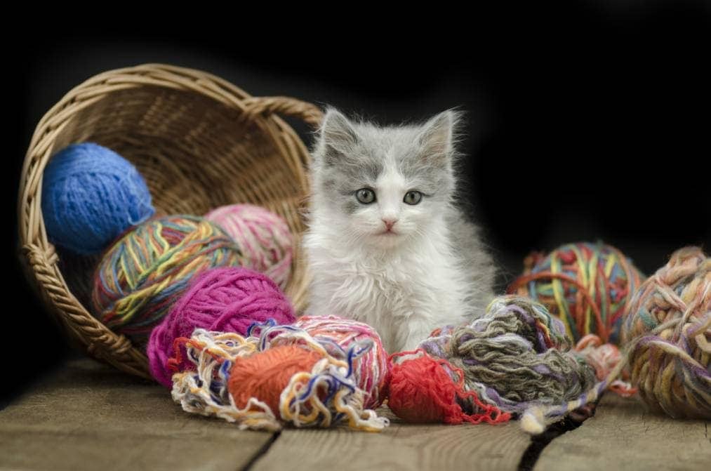 Cat with a lots of yarn