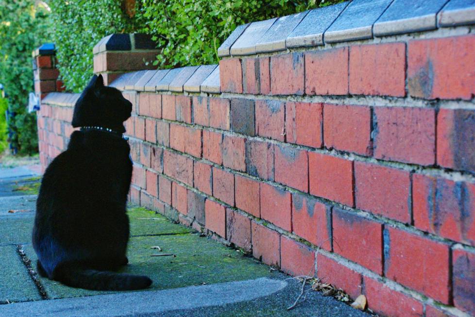 Cats-Stare-at-brick-wall