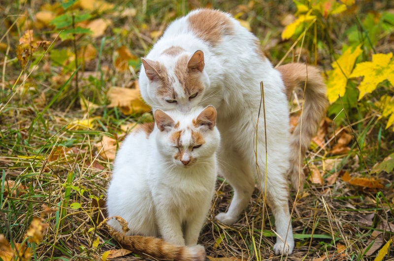 Male cat bites female's neck before mating