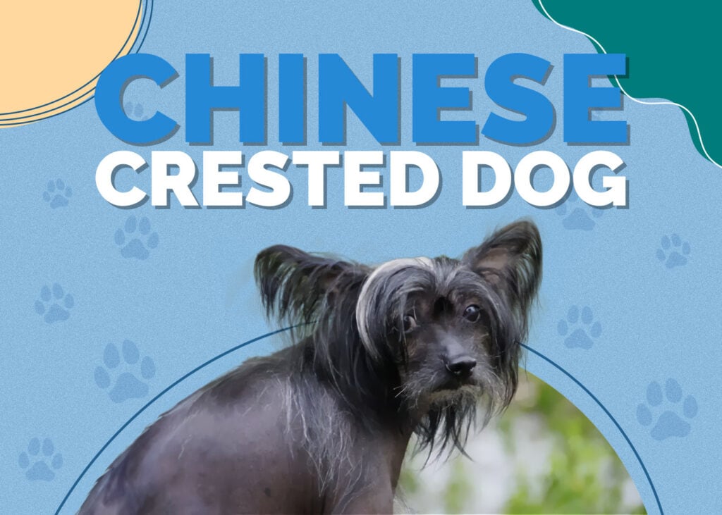 Chinese Crested Dog