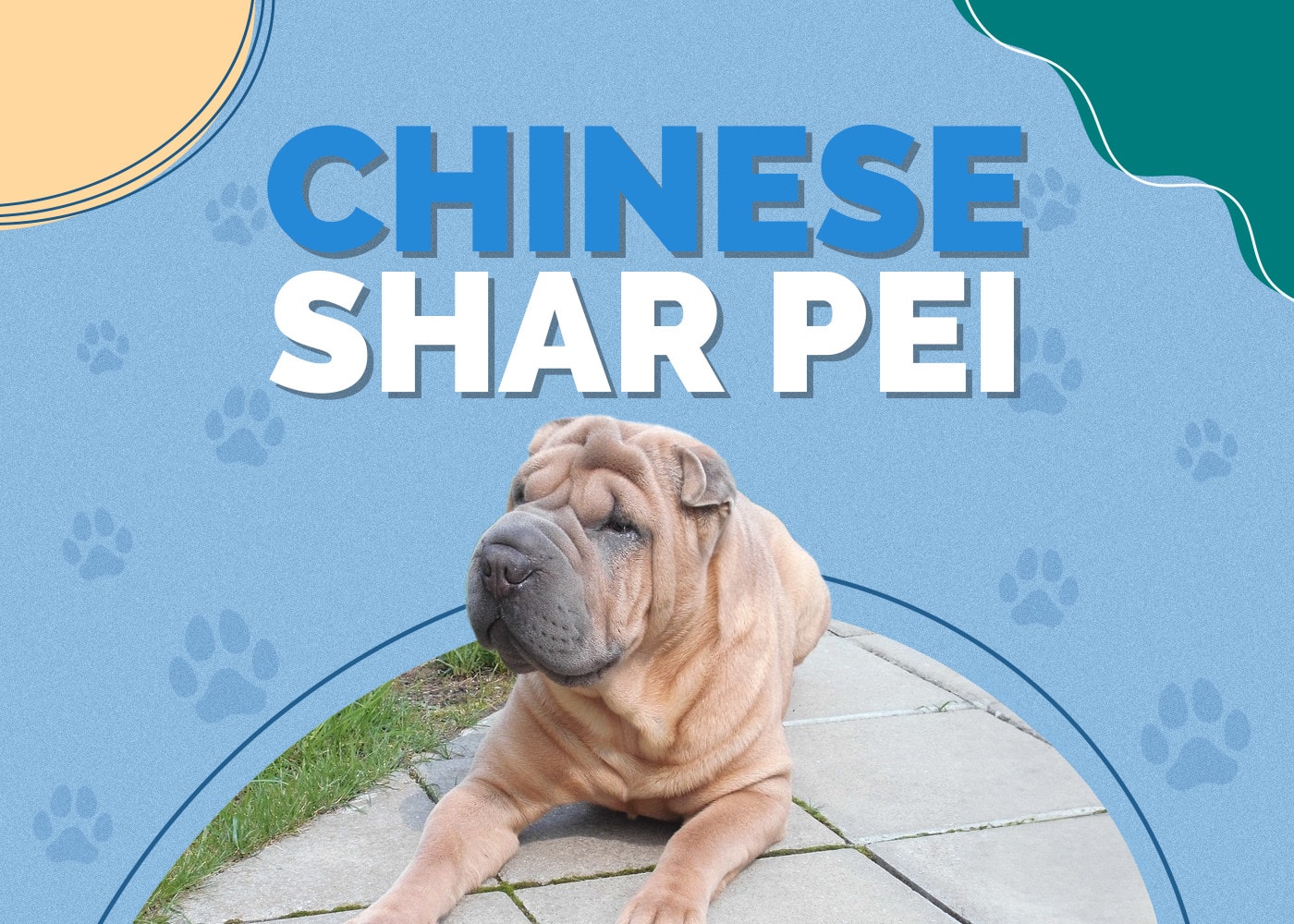 Chinese Shar Pei Dog
