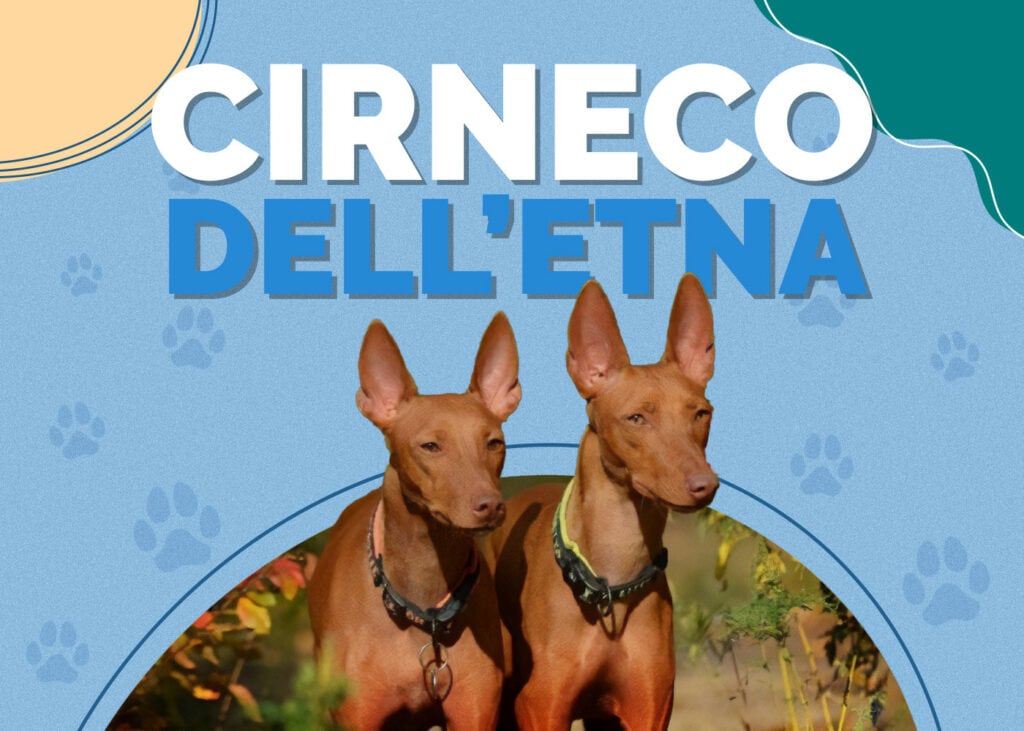 Cirneco dell'Etna Dog