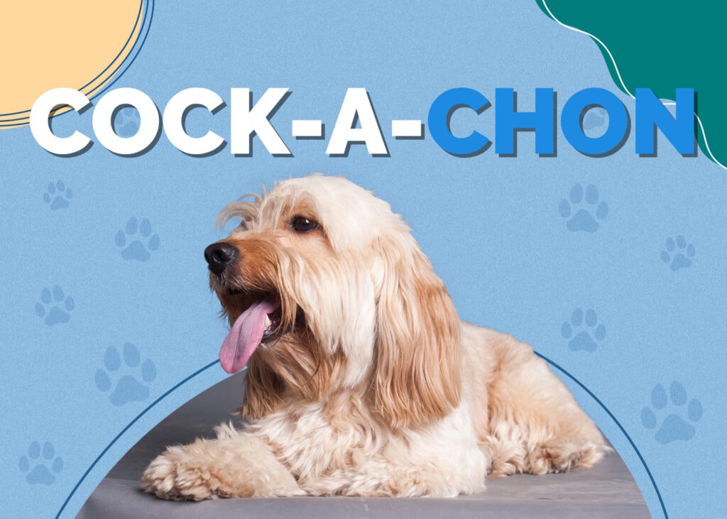 Cock-A-Chon (Cocker Spaniel & Bichon Frise Mix)