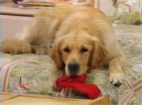 Comet dog full house