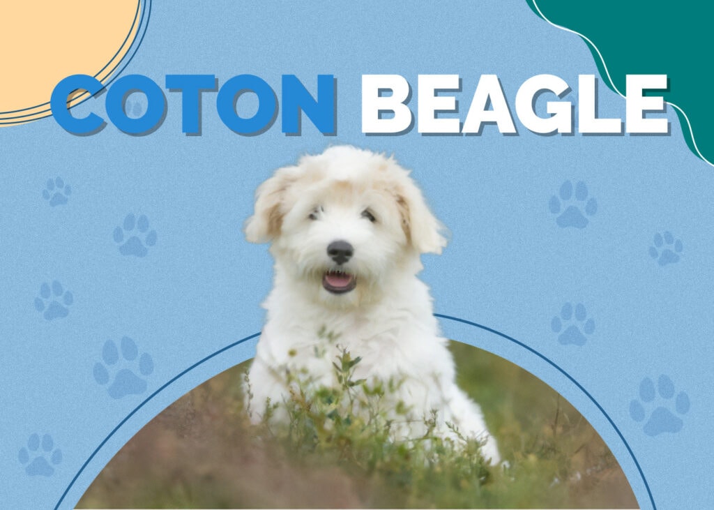 Coton Beagle Dog