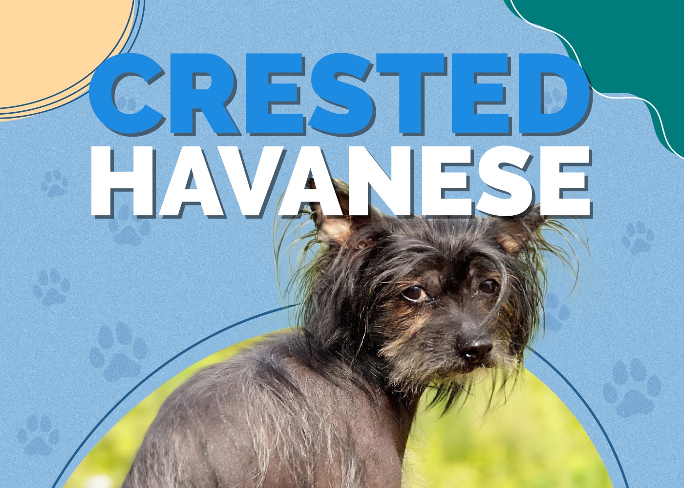 Crested Havanese (Chinese Crested & Havanese Mix)