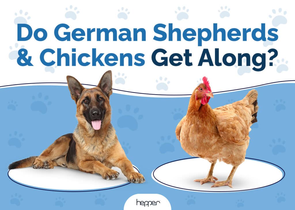 Do German Shepherds and Chickens Get Along