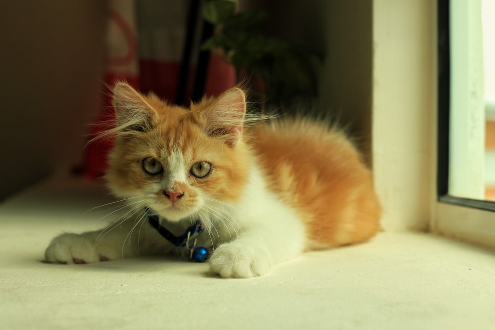 Domestic Long-Haired kitten