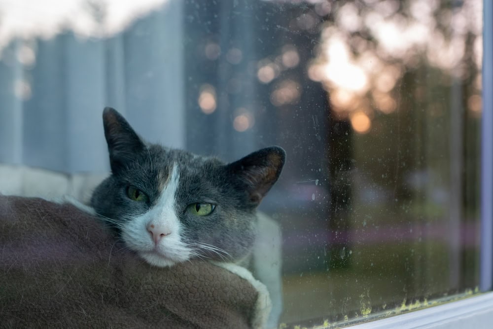 Domestic cat lying in bed