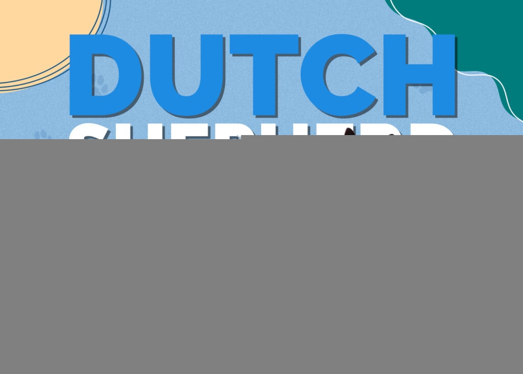 Dutch Shepherd