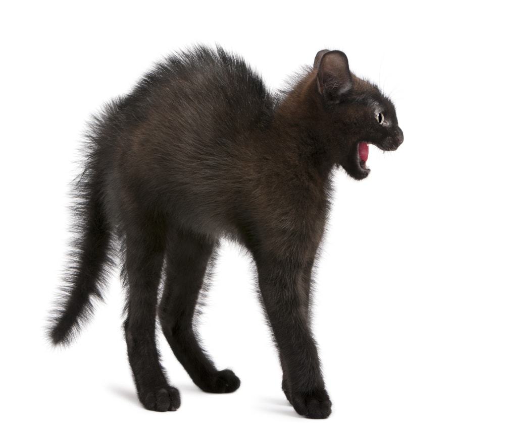 Freightened black kitten on white background