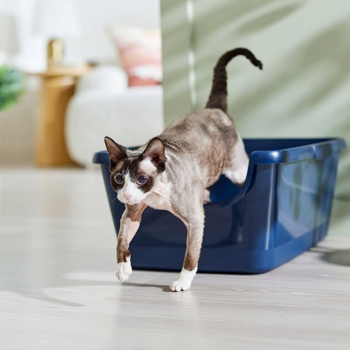 Frisco High Sided XL Cat Litter Box