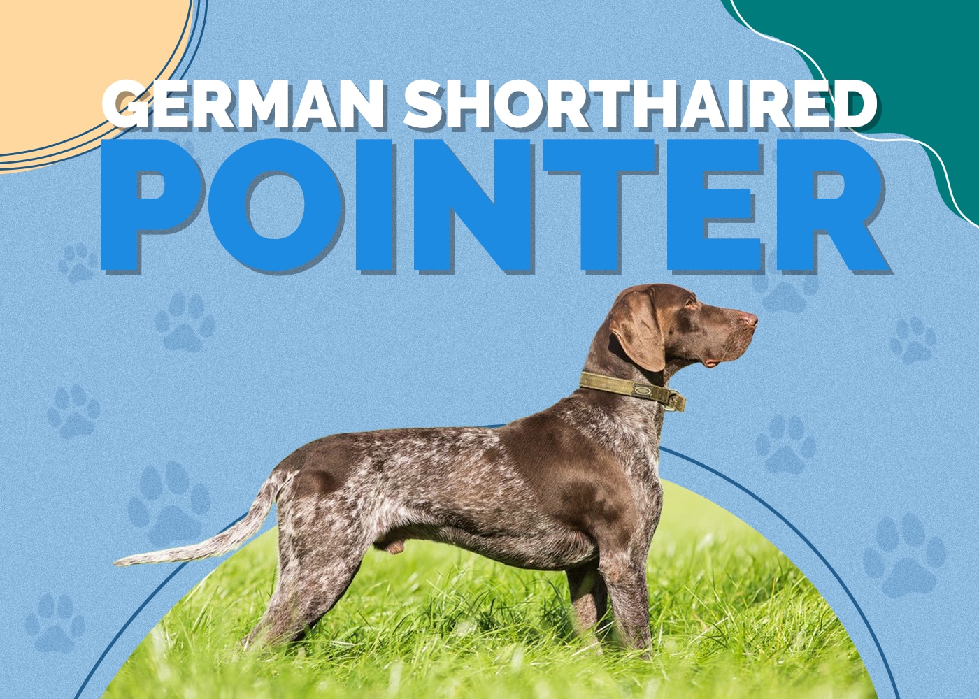 German Shorthaired Pointer