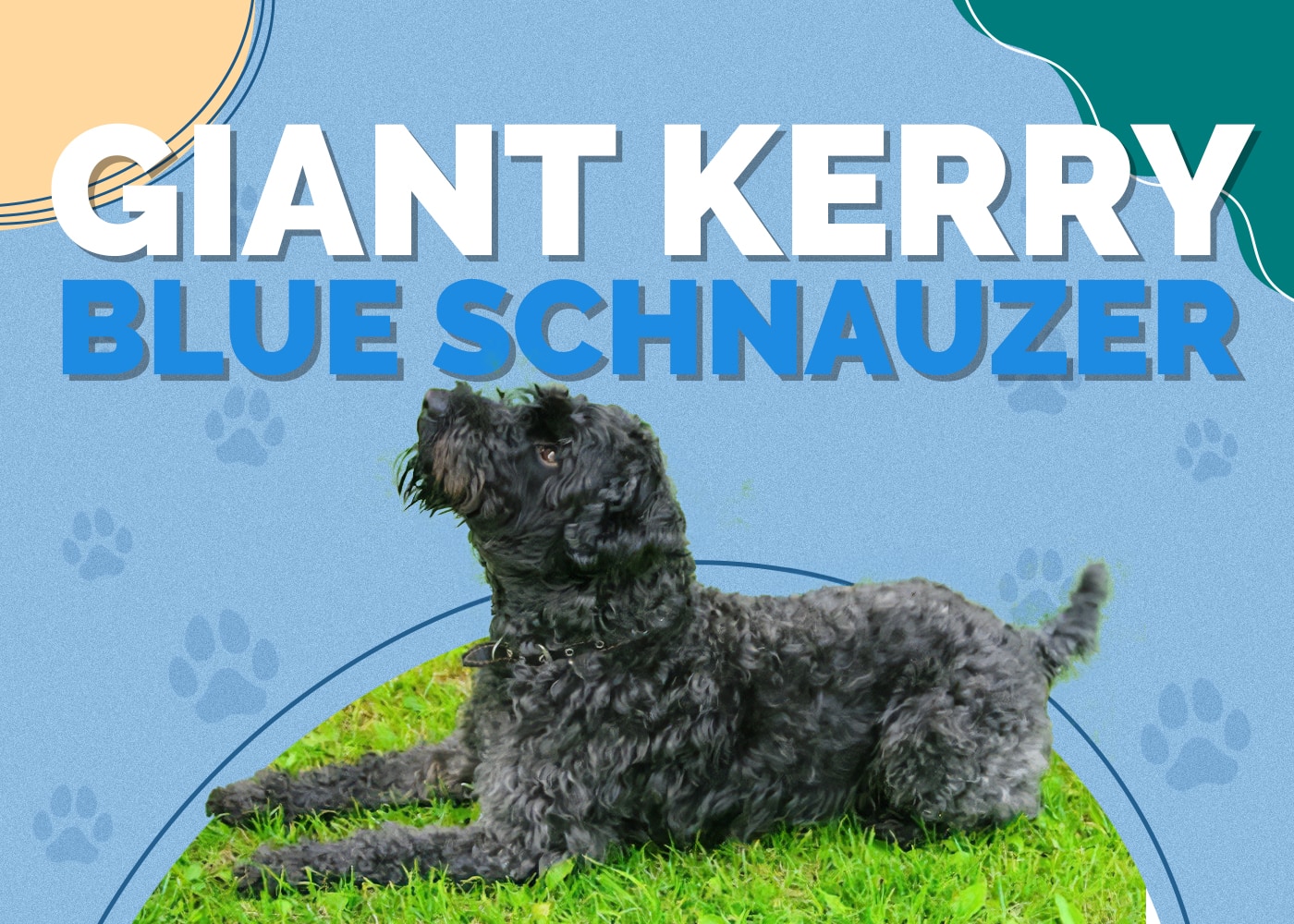 Giant Kerry Blue Schnauzer (Kerry Blue Terrier & Giant Schnauzer Mix)