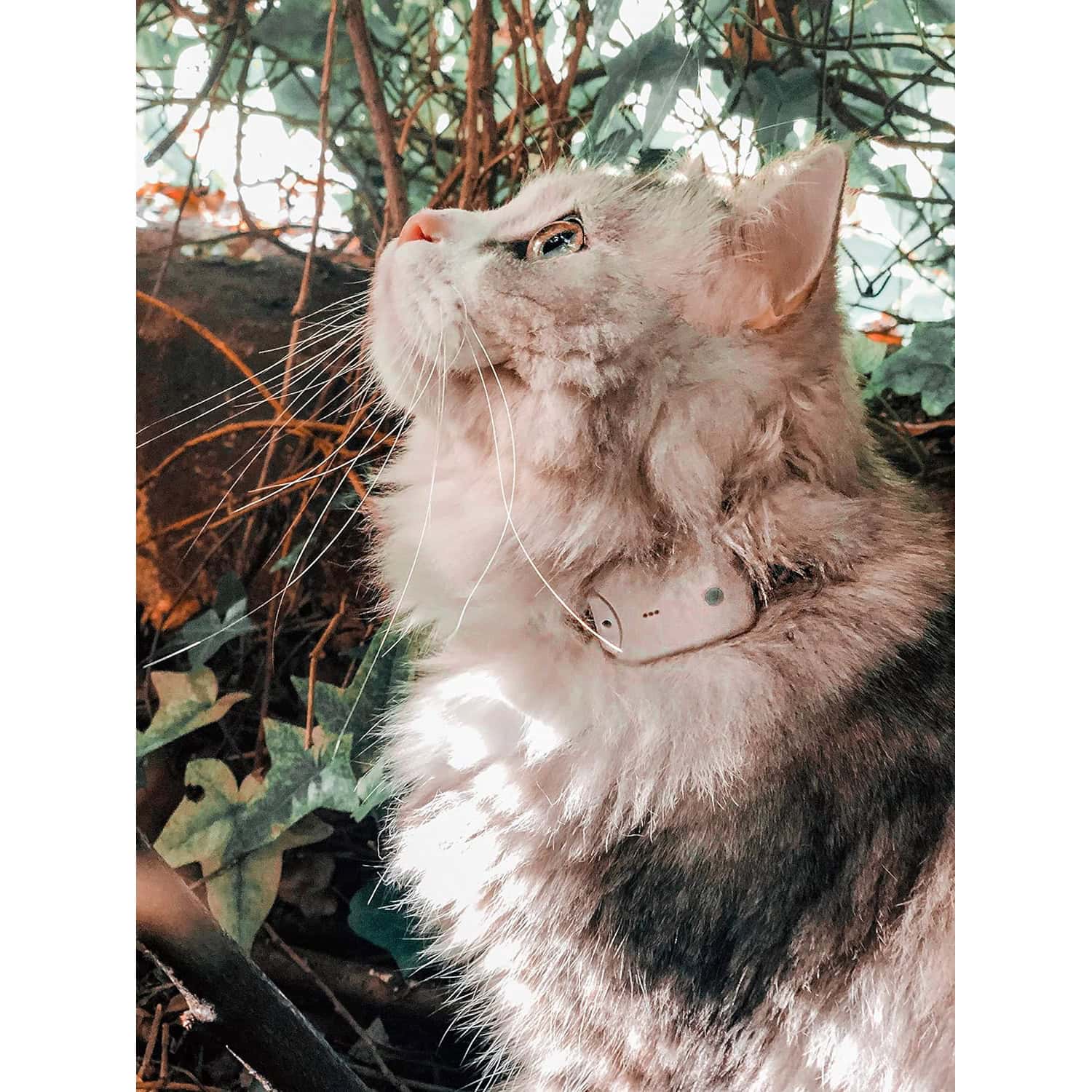 Girafus Pro-TRACK-Tor Cat Tracker