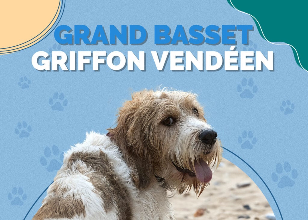 Grand Basset Griffon Vendéen
